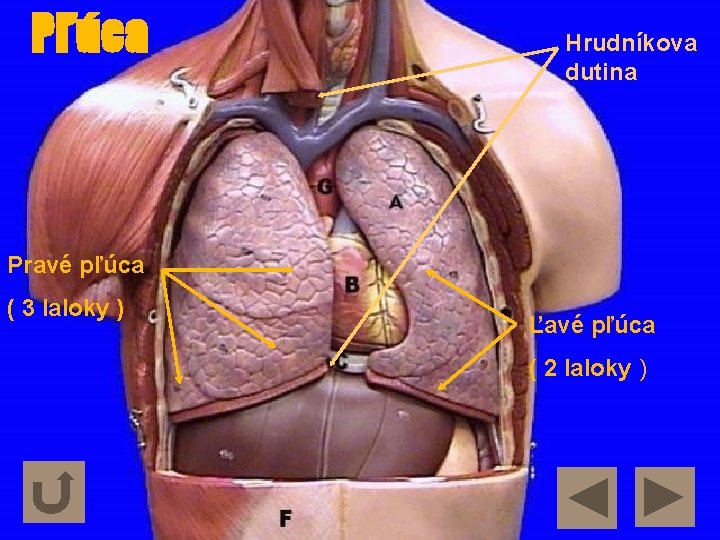 Pľúca Hrudníkova dutina Pravé pľúca ( 3 laloky ) Ľavé pľúca ( 2 laloky