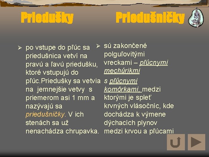 Priedušky Ø po vstupe do pľúc sa Ø priedušnica vetví na pravú a ľavú