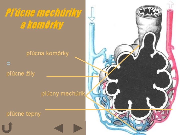 Pľúcne mechúriky a komôrky pľúcna komôrky Ü pľúcne žily pľúcny mechúrik pľúcne tepny 
