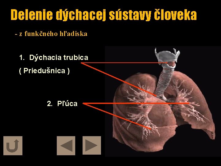 Delenie dýchacej sústavy človeka - z funkčného hľadiska 1. Dýchacia trubica ( Priedušnica )