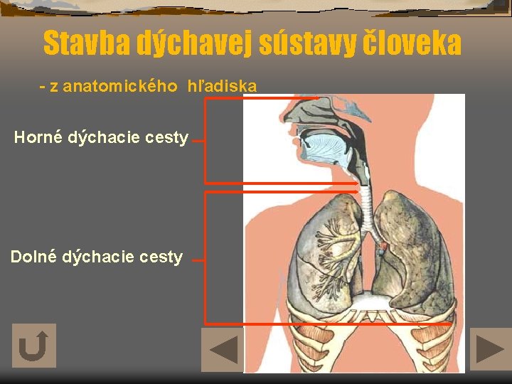 Stavba dýchavej sústavy človeka - z anatomického hľadiska Horné dýchacie cesty Dolné dýchacie cesty