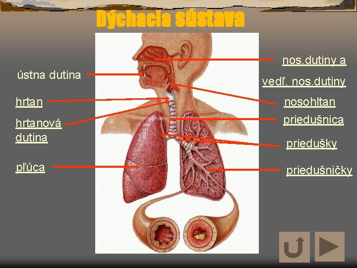 Dýchacia sústava nos. dutiny a ústna dutina hrtanová dutina pľúca vedľ. nos. dutiny nosohltan