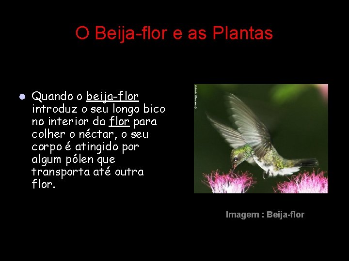 O Beija-flor e as Plantas l Quando o beija-flor introduz o seu longo bico