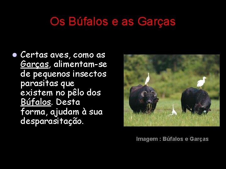 Os Búfalos e as Garças l Certas aves, como as Garças, alimentam-se de pequenos