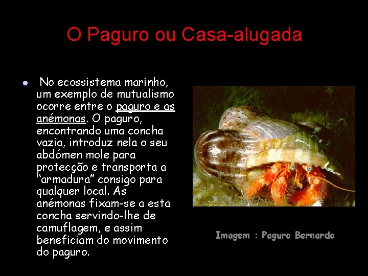 O Paguro ou Casa-alugada l No ecossistema marinho, um exemplo de mutualismo ocorre entre