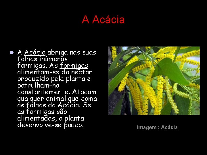 A Acácia l A Acácia abriga nas suas folhas inúmeras formigas. As formigas alimentam-se