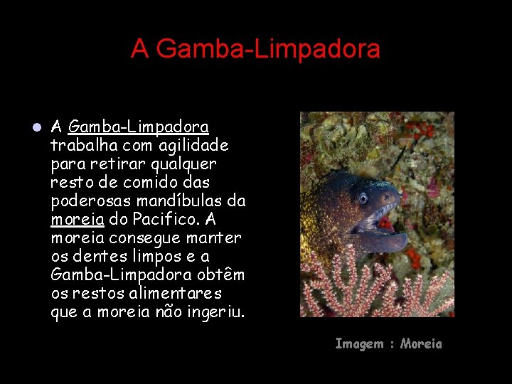 A Gamba-Limpadora l A Gamba-Limpadora trabalha com agilidade para retirar qualquer resto de comido