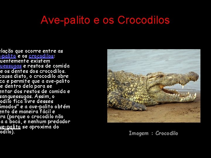 Ave-palito e os Crocodilos elação que ocorre entre as -palito e os crocodilos: quentemente