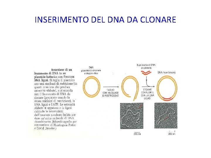 INSERIMENTO DEL DNA DA CLONARE 