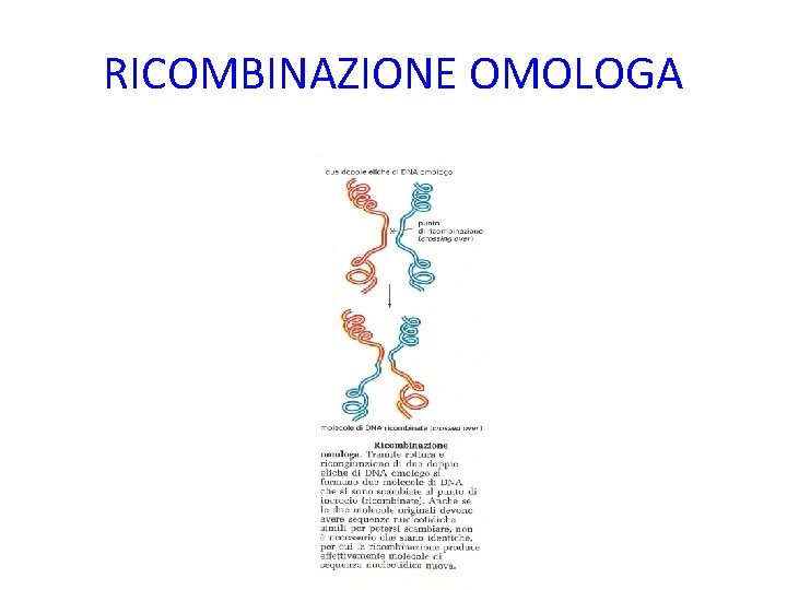 RICOMBINAZIONE OMOLOGA 