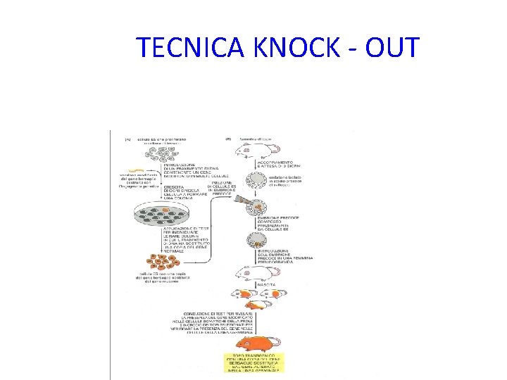 TECNICA KNOCK - OUT 