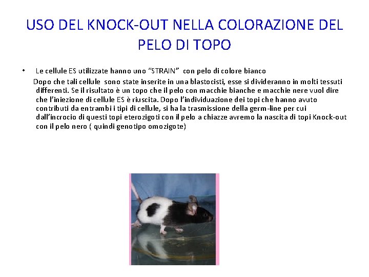 USO DEL KNOCK-OUT NELLA COLORAZIONE DEL PELO DI TOPO • Le cellule ES utilizzate