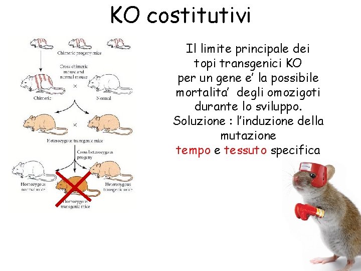 KO costitutivi Il limite principale dei topi transgenici KO per un gene e’ la