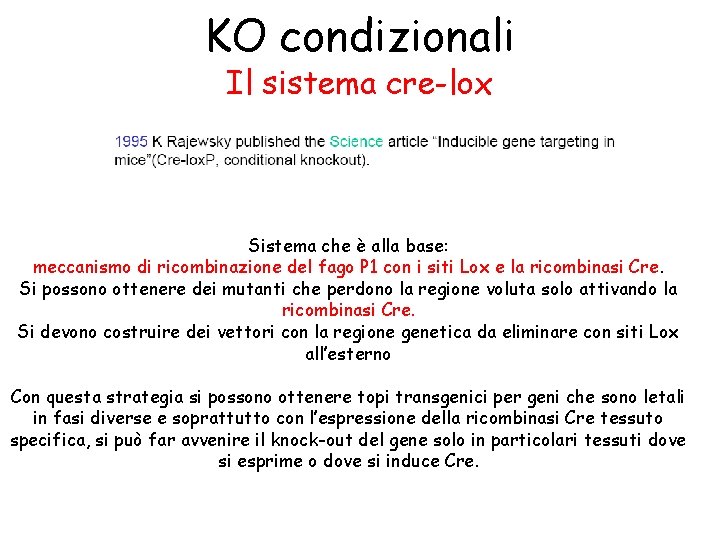 KO condizionali Il sistema cre-lox Sistema che è alla base: meccanismo di ricombinazione del