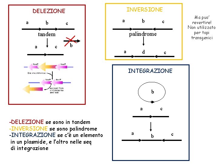 INVERSIONE DELEZIONE a b a c c Ma puo’ revertire! Non utilizzato per topi