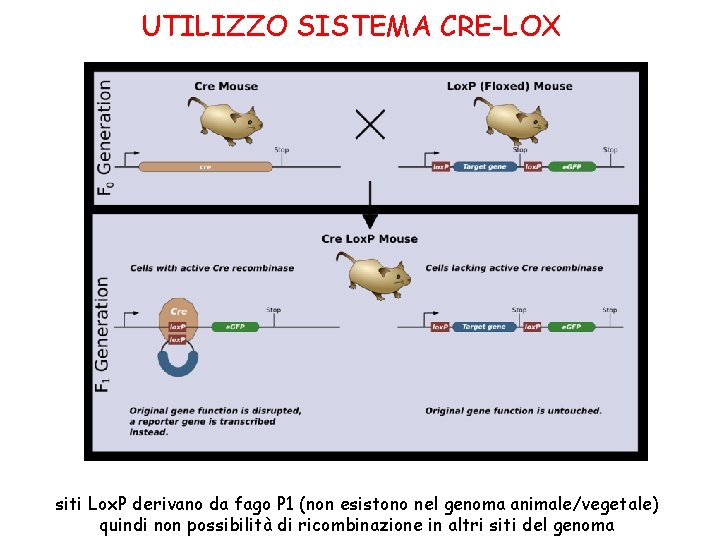 UTILIZZO SISTEMA CRE-LOX siti Lox. P derivano da fago P 1 (non esistono nel