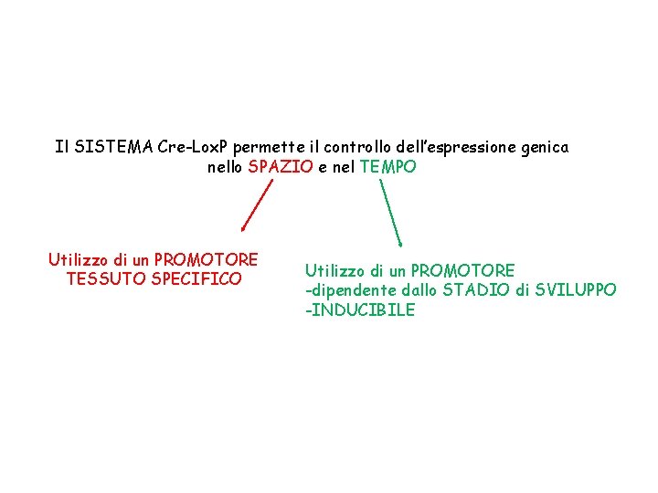 Il SISTEMA Cre-Lox. P permette il controllo dell’espressione genica nello SPAZIO e nel TEMPO