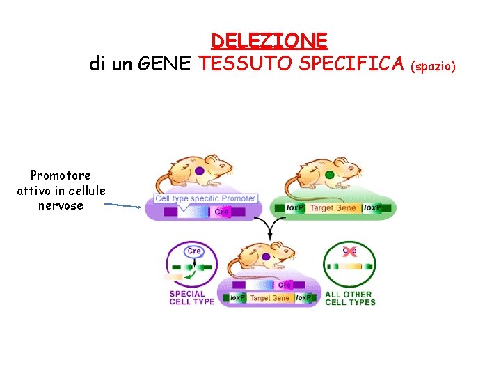 DELEZIONE di un GENE TESSUTO SPECIFICA Promotore attivo in cellule nervose (spazio) 