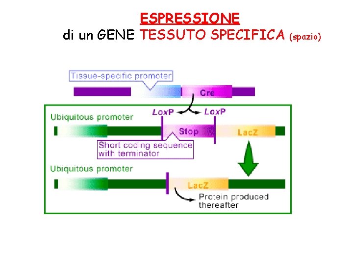 ESPRESSIONE di un GENE TESSUTO SPECIFICA (spazio) 