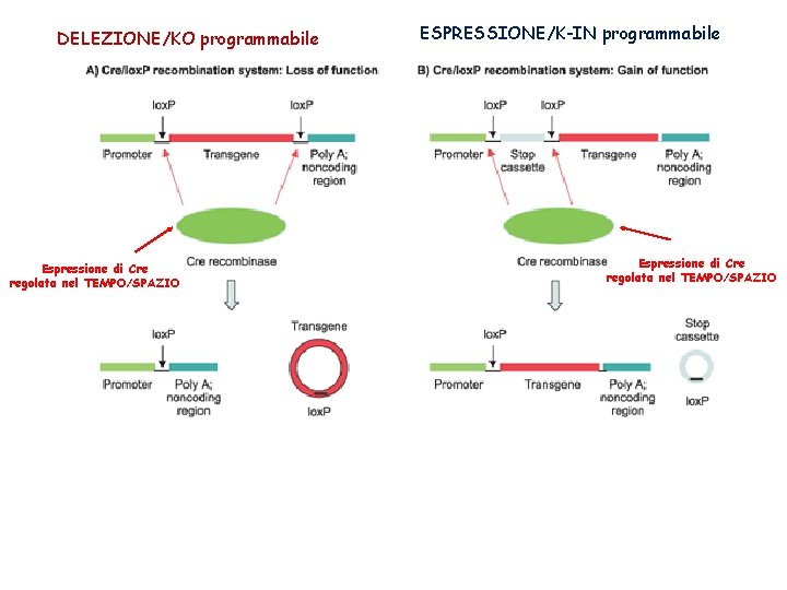 DELEZIONE/KO programmabile Espressione di Cre regolata nel TEMPO/SPAZIO ESPRESSIONE/K-IN programmabile Espressione di Cre regolata