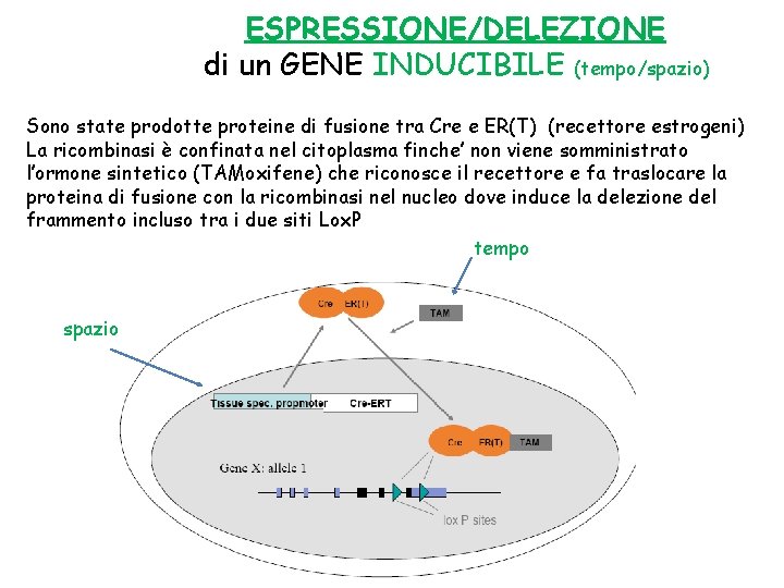 ESPRESSIONE/DELEZIONE di un GENE INDUCIBILE (tempo/spazio) Sono state prodotte proteine di fusione tra Cre