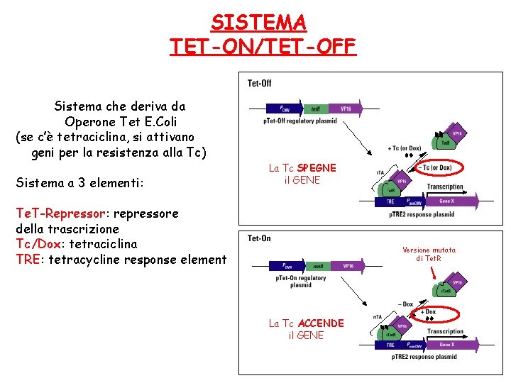 SISTEMA TET-ON/TET-OFF Sistema che deriva da Operone Tet E. Coli (se c’è tetraciclina, si