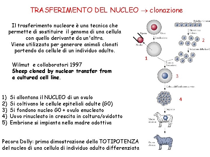 TRASFERIMENTO DEL NUCLEO clonazione Il trasferimento nucleare è una tecnica che permette di sostituire