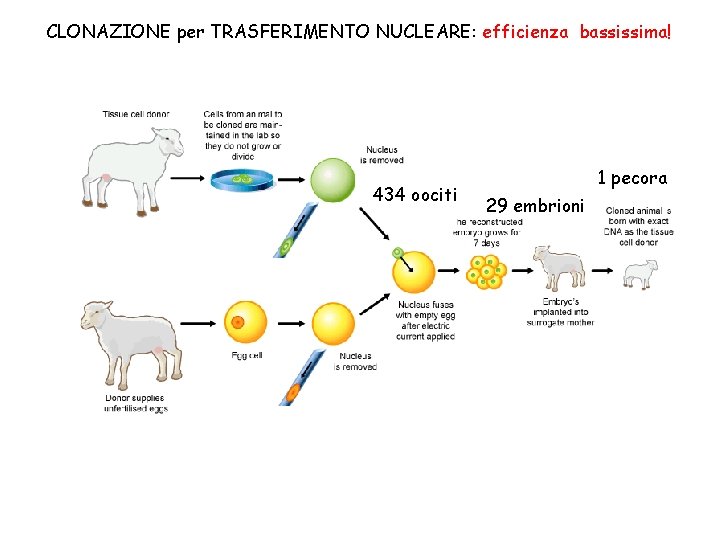 CLONAZIONE per TRASFERIMENTO NUCLEARE: efficienza bassissima! 434 oociti 1 pecora 29 embrioni 