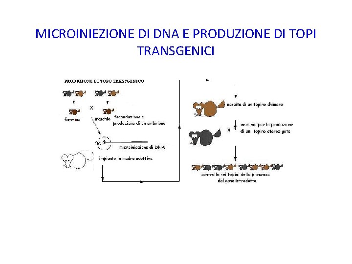 MICROINIEZIONE DI DNA E PRODUZIONE DI TOPI TRANSGENICI 