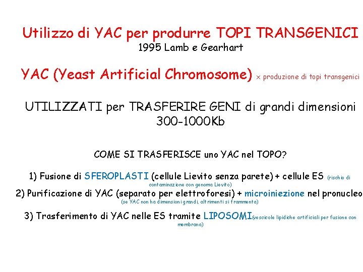 Utilizzo di YAC per produrre TOPI TRANSGENICI 1995 Lamb e Gearhart YAC (Yeast Artificial