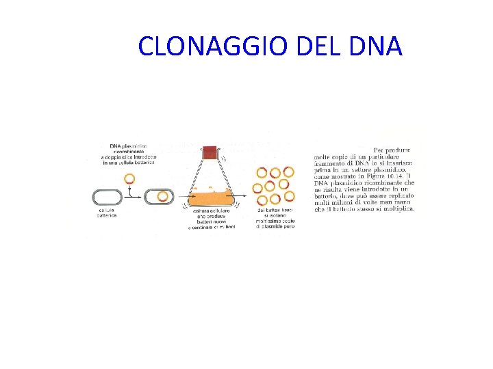 CLONAGGIO DEL DNA 