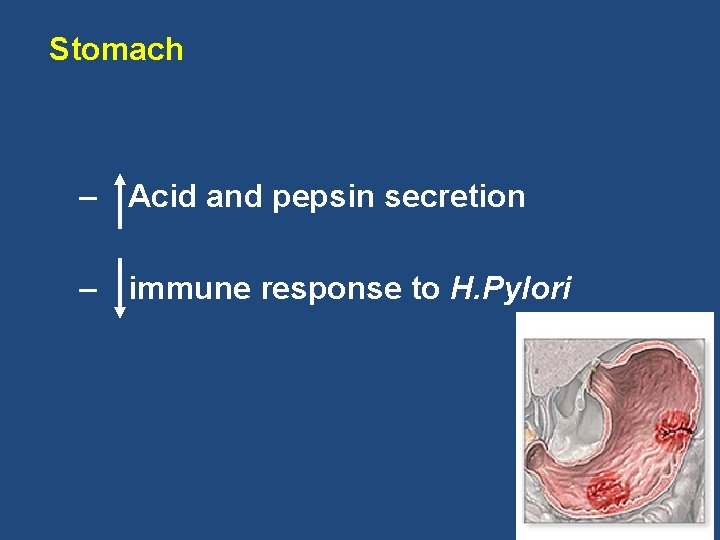 Stomach – Acid and pepsin secretion – immune response to H. Pylori 