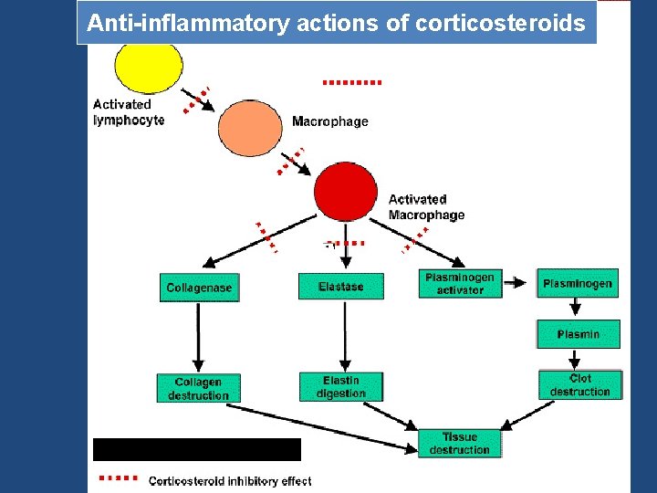 Anti-inflammatory actions of corticosteroids Corticosteroid inhibitory effect 