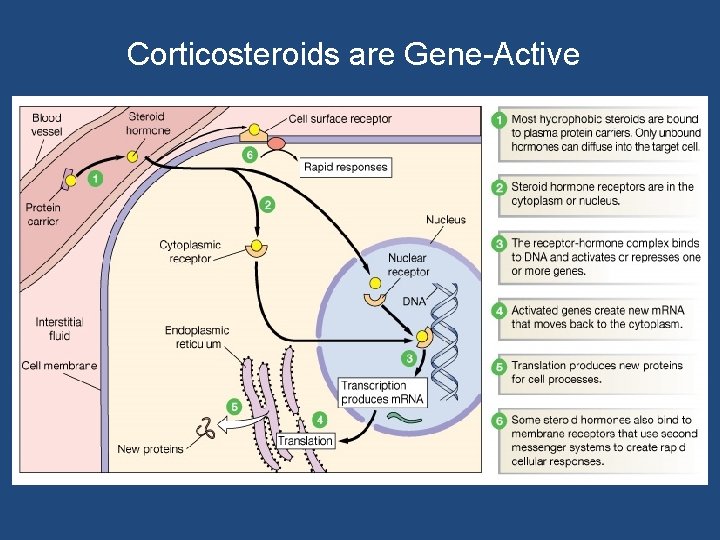 Corticosteroids are Gene-Active 