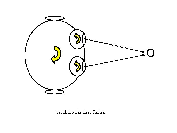 vestibulo-okulärer Reflex vestibulo-okulärer Reflex