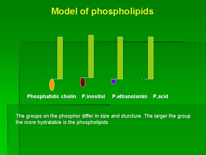 Model of phospholipids Phosphatidic cholin P. inositol P. ethanolamin P. acid The groups on