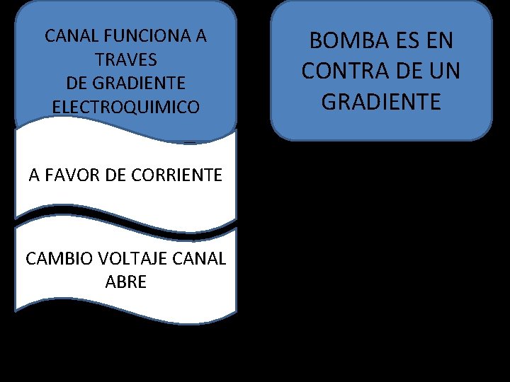 CANAL FUNCIONA A TRAVES DE GRADIENTE ELECTROQUIMICO A FAVOR DE CORRIENTE CAMBIO VOLTAJE CANAL