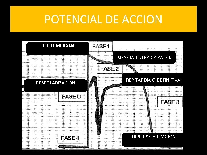 POTENCIAL DE ACCION REP TEMPRANA MESETA ENTRA CA SALE K DESPOLARIZACION REP TARDIA O