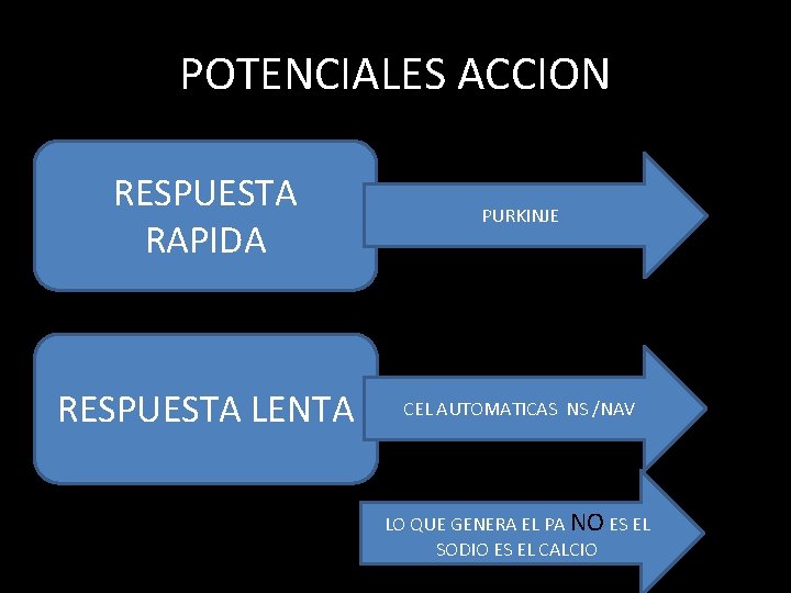 POTENCIALES ACCION RESPUESTA RAPIDA PURKINJE RESPUESTA LENTA CEL AUTOMATICAS NS /NAV LO QUE GENERA