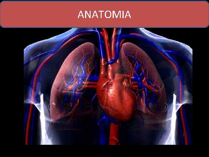 ANATOMIA 