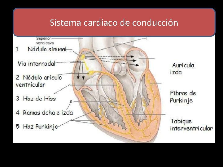 Sistema cardiaco de conducción 