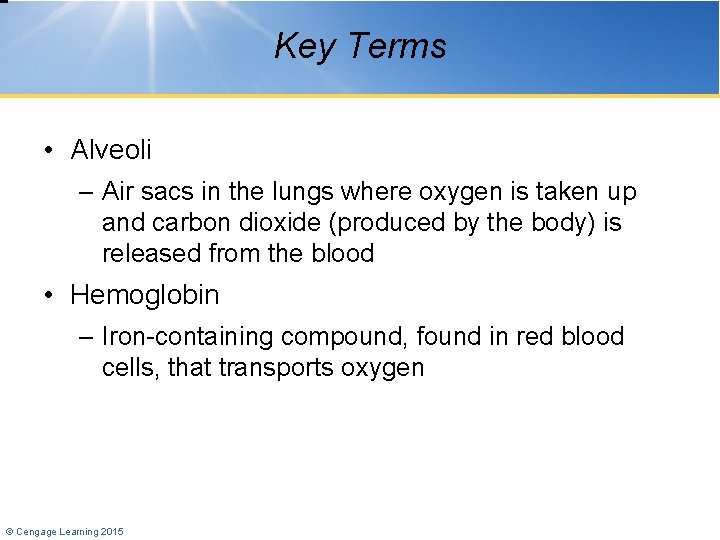 Key Terms • Alveoli – Air sacs in the lungs where oxygen is taken