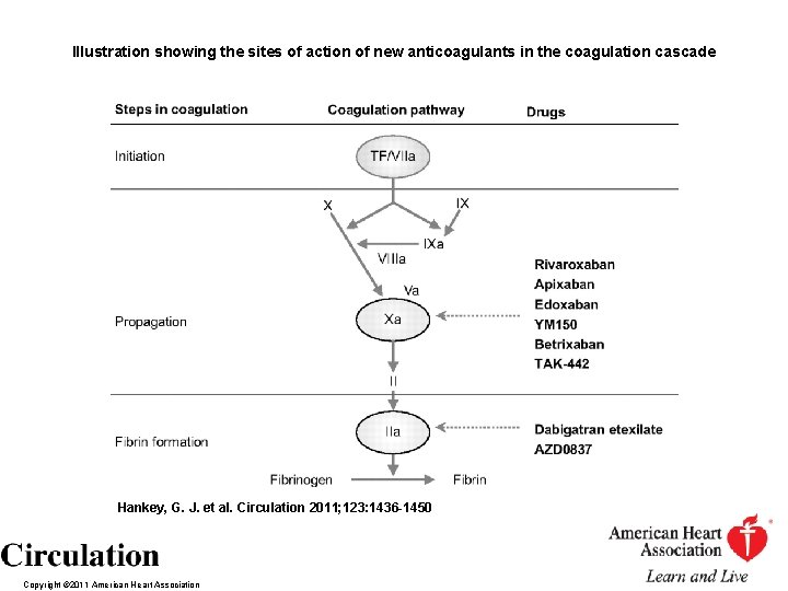 Illustration showing the sites of action of new anticoagulants in the coagulation cascade Hankey,