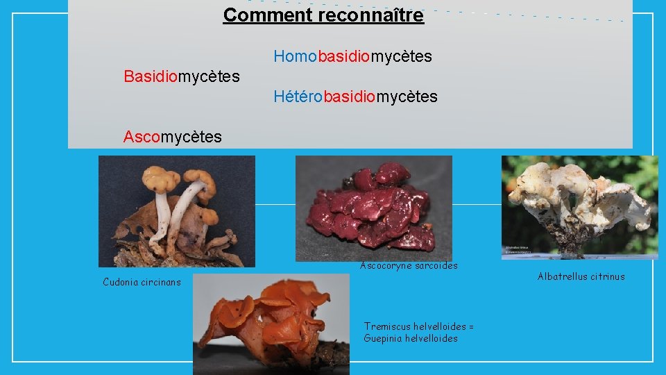 Comment reconnaître Homobasidiomycètes Basidiomycètes Hétérobasidiomycètes Ascocoryne sarcoides Cudonia circinans Tremiscus helvelloides = Guepinia helvelloides