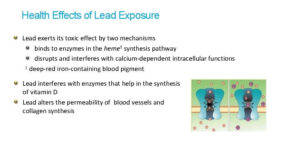 Health Effects of Lead Exposure Lead exerts its toxic effect by two mechanisms binds Health Effects of Lead Exposure Lead exerts its toxic effect by two mechanisms binds