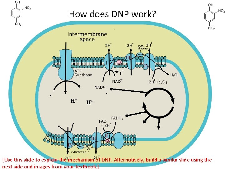 How does DNP work? - H+ H+ [Use this slide to explain the mechanism How does DNP work? - H+ H+ [Use this slide to explain the mechanism