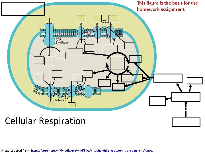 This figure is the basis for the homework assignment. Cellular Respiration Image adapted from: This figure is the basis for the homework assignment. Cellular Respiration Image adapted from: