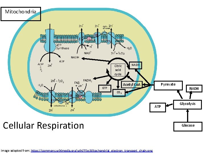 Mitochondria Citric acid cycle NADH Acetyl Co. A GTP Pyruvate CO 2 ATP Cellular Mitochondria Citric acid cycle NADH Acetyl Co. A GTP Pyruvate CO 2 ATP Cellular