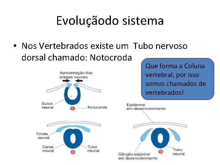 Evoluçãodo sistema • Nos Vertebrados existe um Tubo nervoso dorsal chamado: Notocroda Que forma