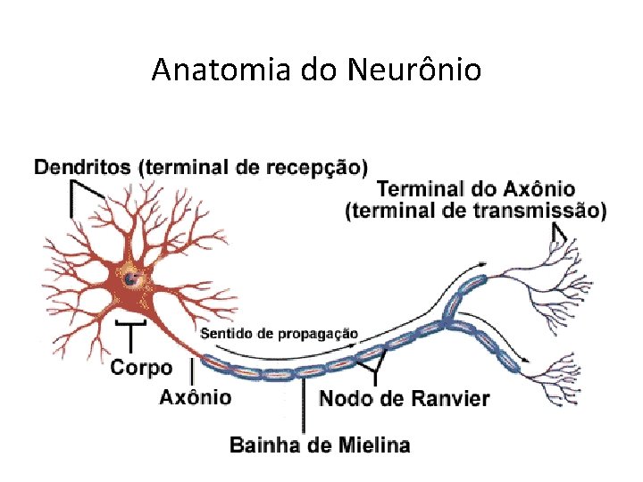 Anatomia do Neurônio 